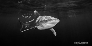 Oceanic Whitetip just below the surface with pilotfish.
... by Ken Kiefer 